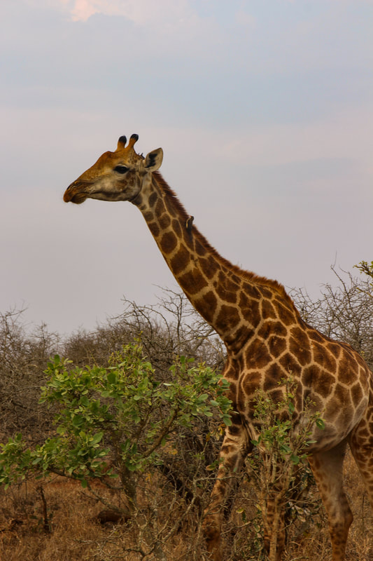 Kruger National Park - South Africa Trip Planning