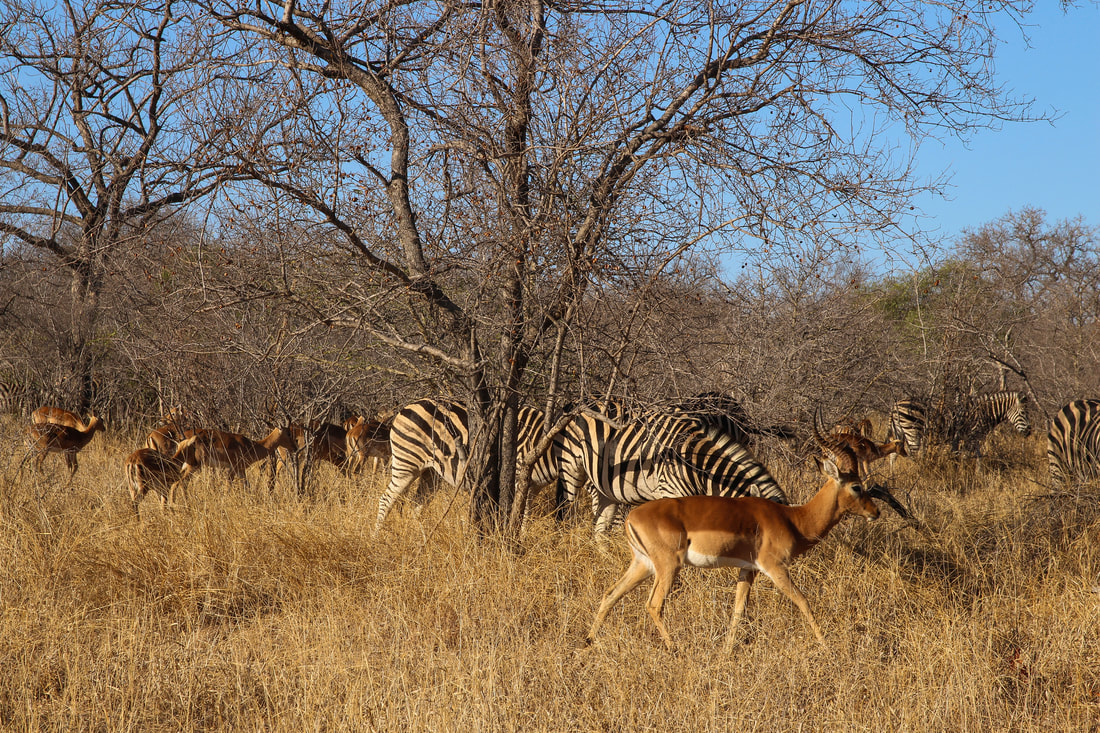 Kapama Private Game Reserve - South Africa Trip Planning