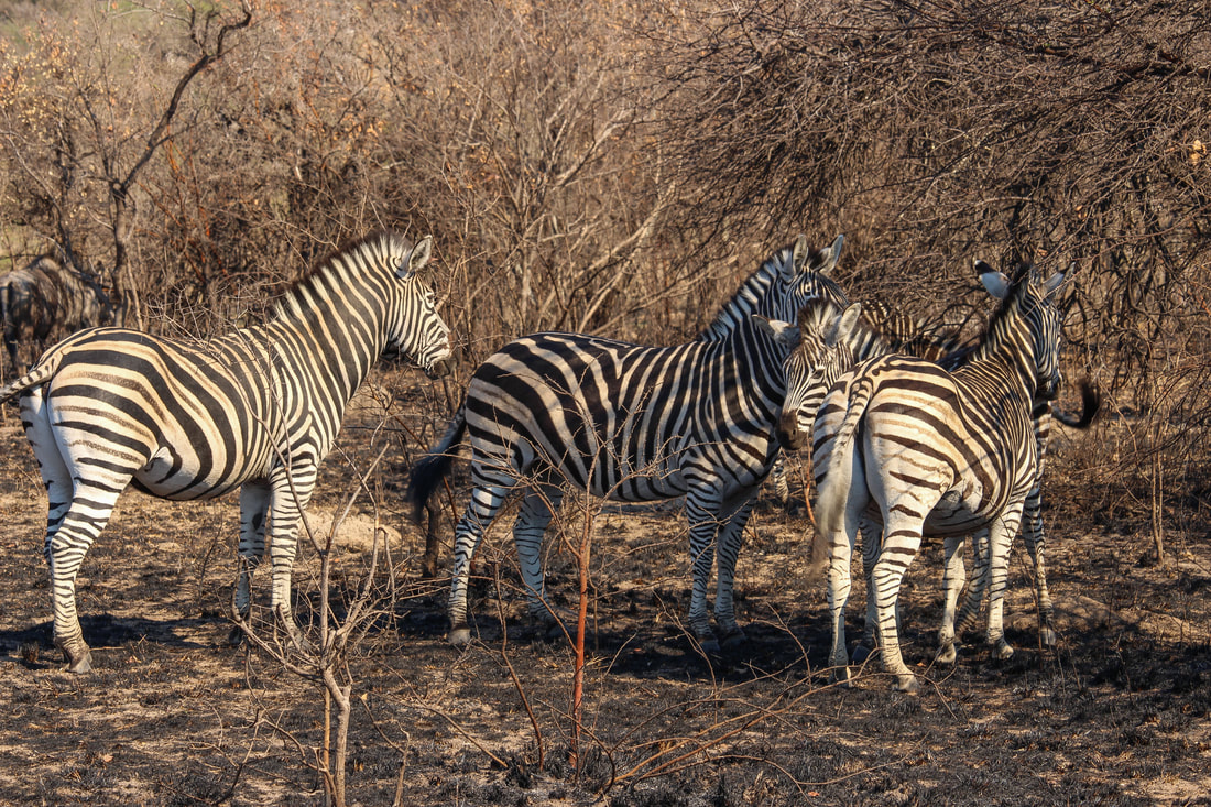 Antelope Park - Zimbabwe Trip Planning