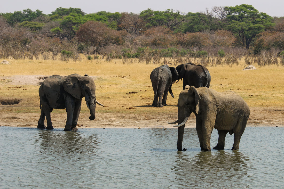 Hwange National Park - Zimbabwe Trip Planning