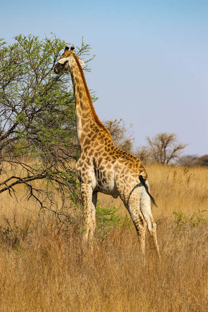 Antelope Park - Zimbabwe Trip Planning