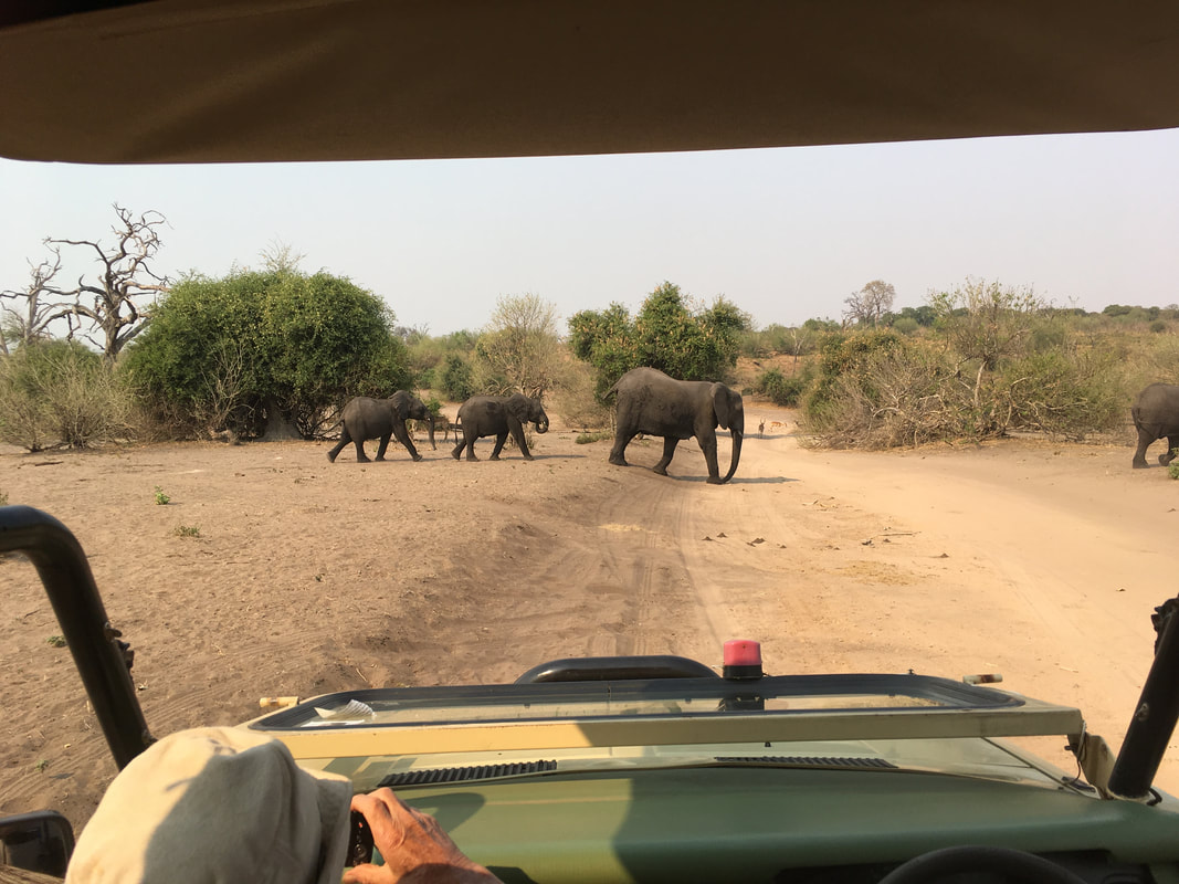 Chobe National Park - Botswana Trip Planning