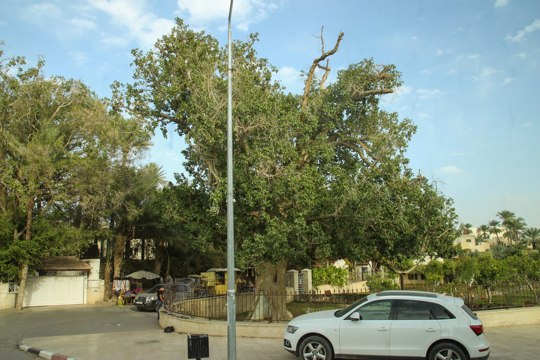 Sycamore tree - Israel vacation planning
