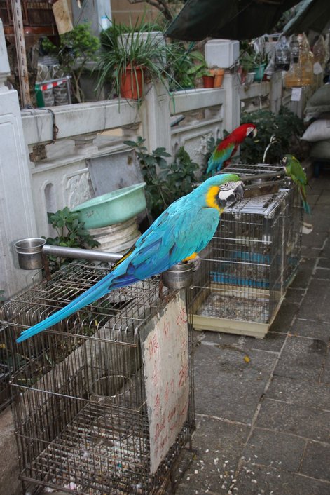 Bird Market in Hong Kong
