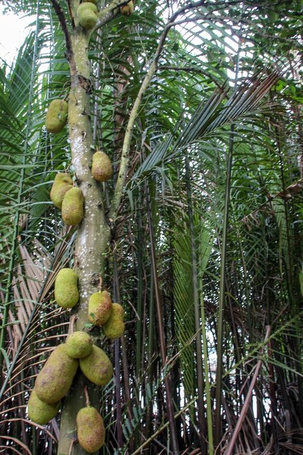 Bamboo trees and jack fruit